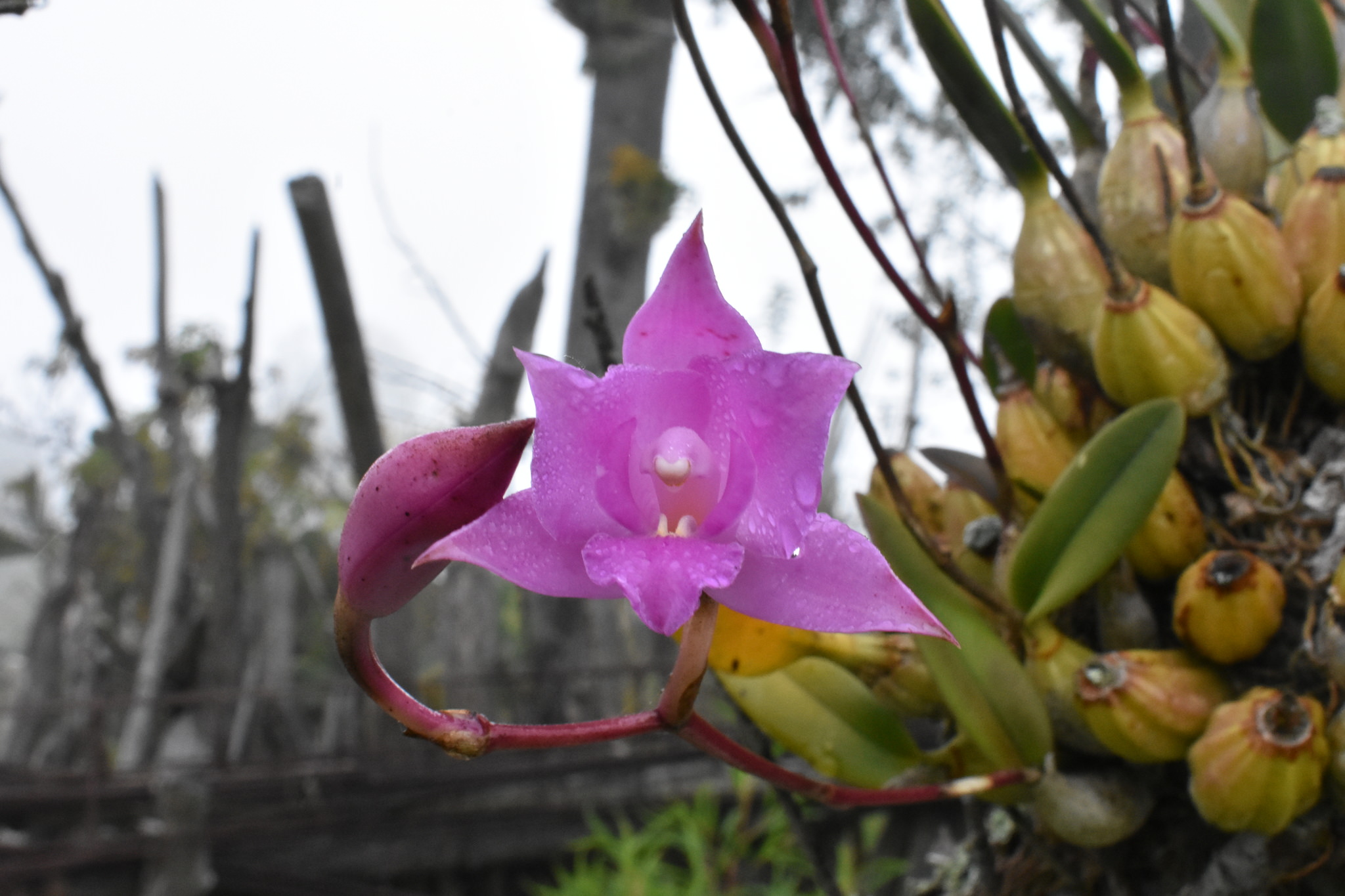 Laelia furfuracea